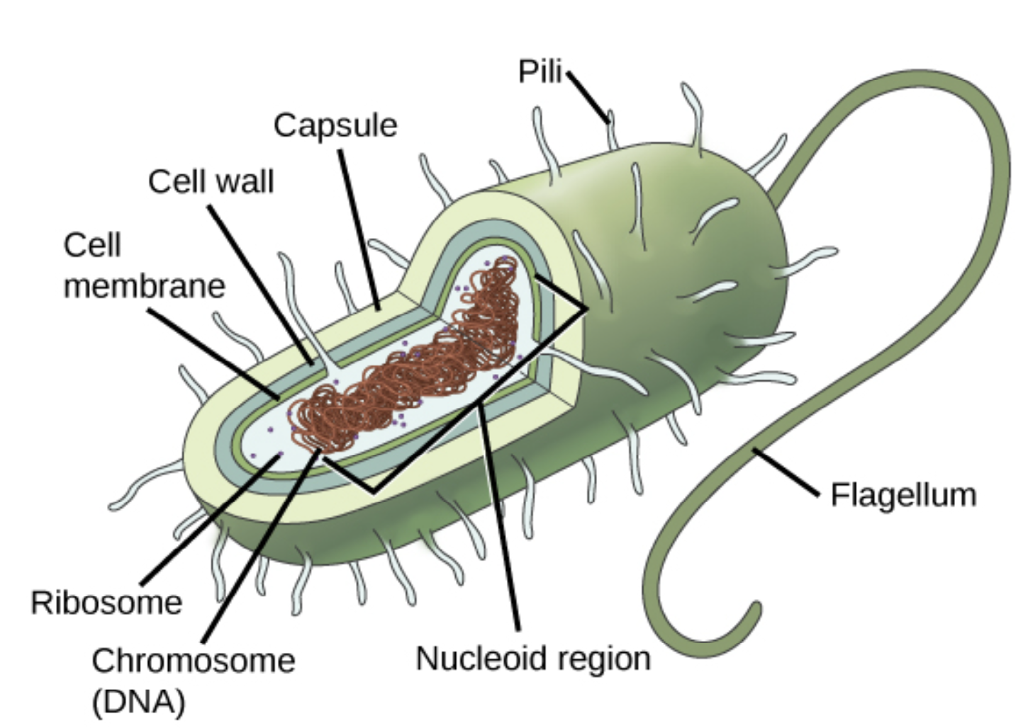 Prokaryotic Cell